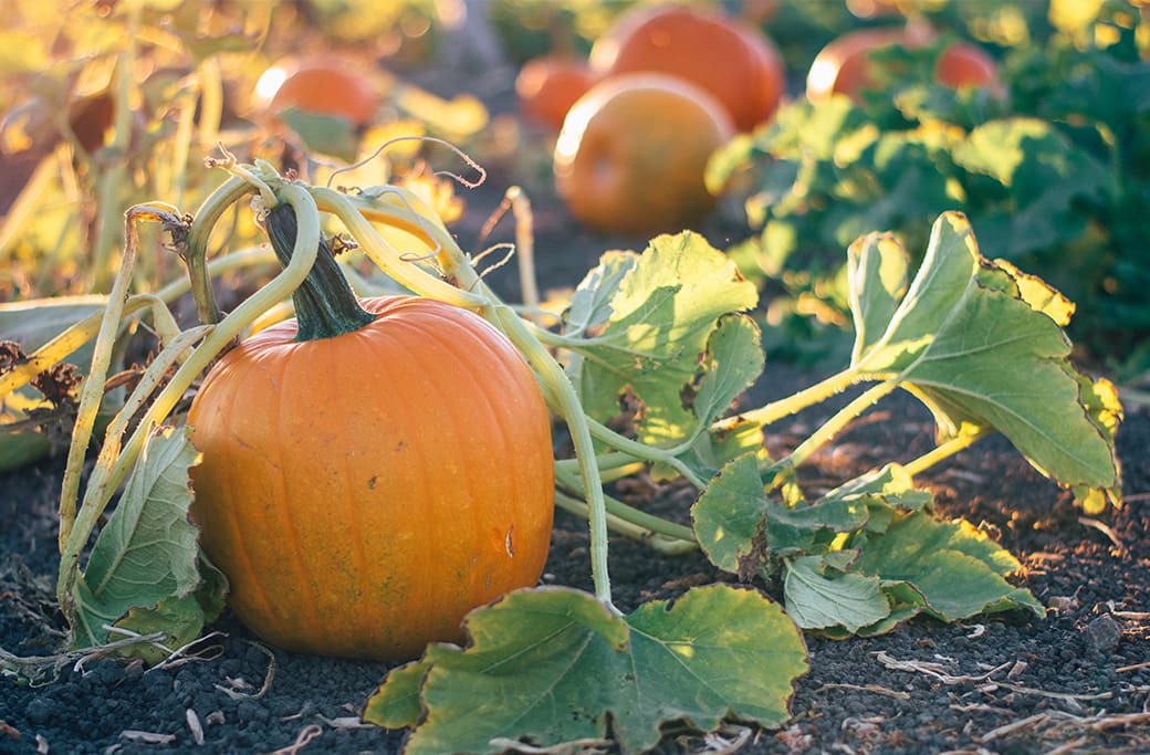 Find the Perfect Pumpkin